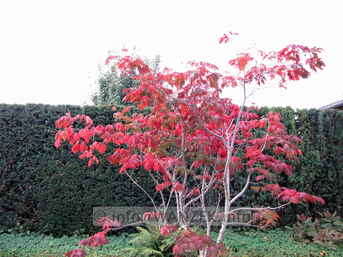 Acer japonicum Aconitifolium Herbst+.JPG